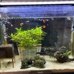 熱帯魚（グッピー）