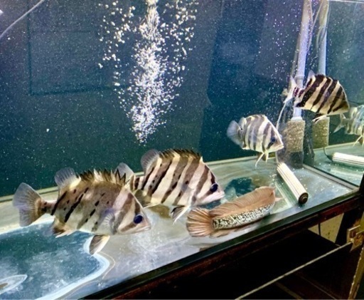 【3匹】スマトラタイガー ダトニオ プラスワン (18〜20cm)