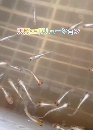 めだか　天照エボリューション