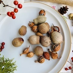 木の実いろいろ　写真映えアイテム　瓶やお皿に入れて　リースやハーバリウムに　小物制作にの画像