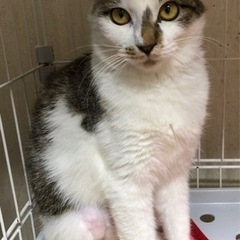 1歳くらいの女の子です🐱