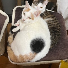 多頭崩壊レスキュー猫アイちゃん - 神戸市