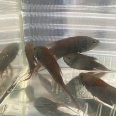 希少！ブラック闘魚　個体サイズ5〜7cm 　5匹セット