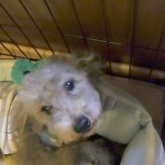 【募集停止中】クルクル後をついてくる元気なクルに会いに来て！