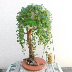 ヤエヤマスズコウズとフラワースタンドの