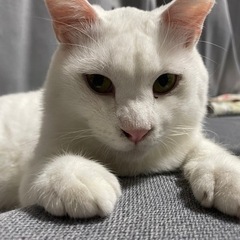 2歳くらい　甘えん坊なオス猫ちゃん