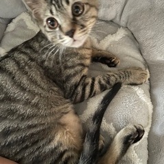 キジトラの可愛らしいお顔の男の子♡