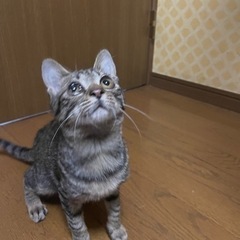 人慣れ、猫慣れ抜群⭐︎のゴロゴロすぎるキジトラの男の子♡(決まり...