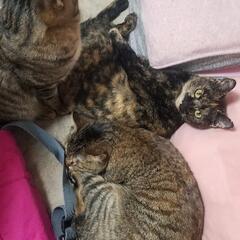サビ猫  避妊手術予定