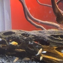 シクリッド　稚魚5匹