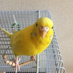 セキセイインコのキーちゃんです。