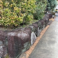 庭石　差し上げます！