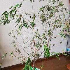 オリーブの木　120センチくらい　枯れかけ