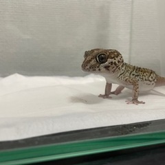 疲れが取れない。