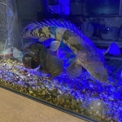 ポリプテルス