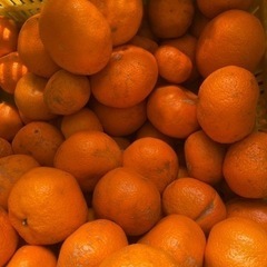 蔵出し晩生みかん　訳あり10キロ 紀州和歌山下津産　家庭用　　訳あり　サイズ混合　ジューシー　美味いよの画像