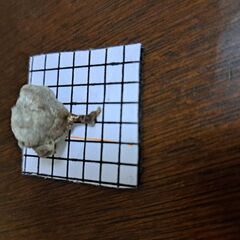 アシナガバチの巣