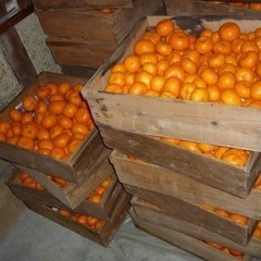 パクっと一口小玉ちゃん。🍊10キロ紀州和歌山下津産　蔵出し🍊小玉みかん　の画像