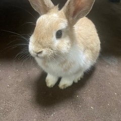 ミニウサギ