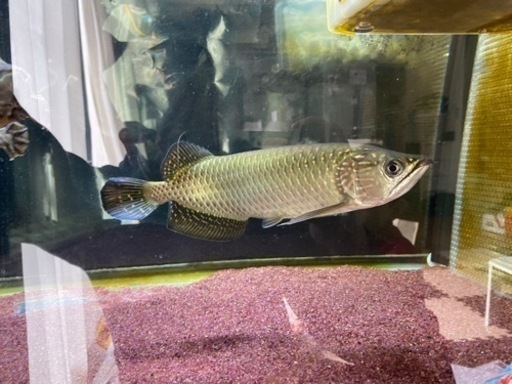 最終値下げ　ノーザンバラムンディ　ワイルドラプラティ