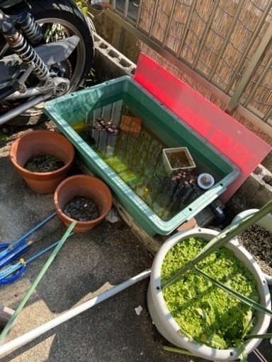 野外飼育セット