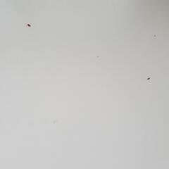 家具調こたつの画像