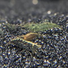 ミナミヌマエビ (10匹)の画像