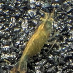 ミナミヌマエビ (10匹)の画像