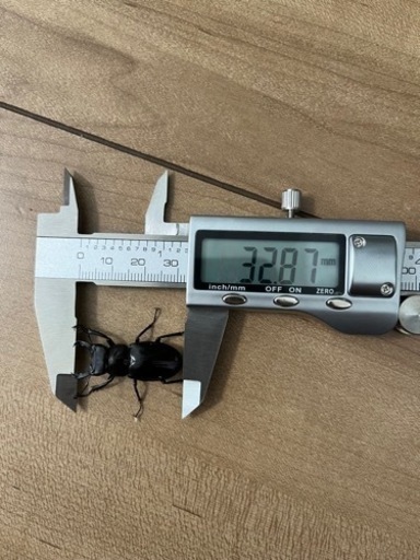 ミクラミヤマ　ペア（御蔵島産）CBF5 クワガタ