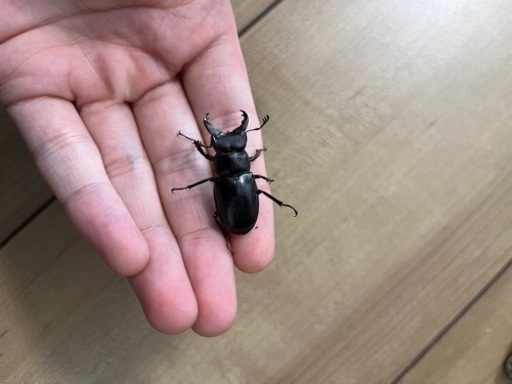 ミクラミヤマ　ペア（御蔵島産）CBF5 クワガタ