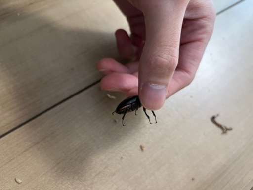 ミクラミヤマ　ペア（御蔵島産）CBF5 クワガタ