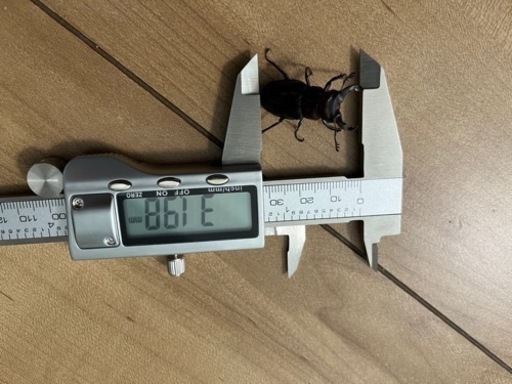 ミクラミヤマ　ペア（御蔵島産）CBF5 クワガタ