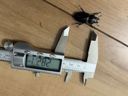 ミクラミヤマ　ペア（御蔵島産）CBF5 クワガタ