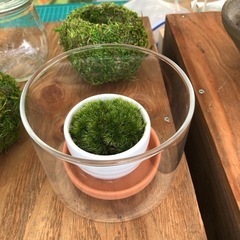 本物の「苔」を使って「苔テラリウム」を作ってみよう！の画像
