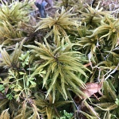 本物の「苔」を使って「苔テラリウム」を作ってみよう！の画像