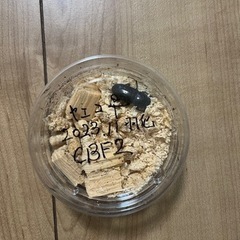 ヤエヤマコクワ　メス単