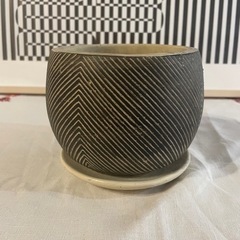観葉植物　植物鉢　約3.5号　《中古》