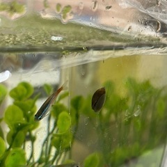 ヒメタニシ　水槽のお掃除にの画像