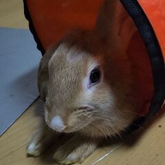ミニウサギ♀11ヶ月