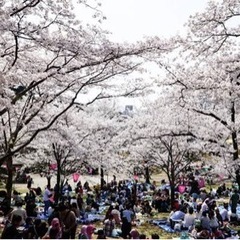 3/31(日)100名集まる🌸お花見友活🌸今年もお友達作り🍡
