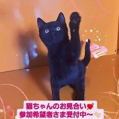 3/3(日)譲渡会♪10月生ブリテッシュショートヘア♂(⋈◍＞◡...