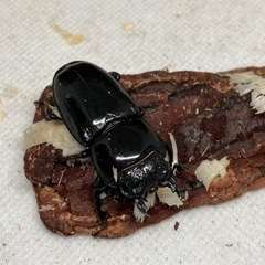 ファソルトヒラタクワガタ　ペアの画像