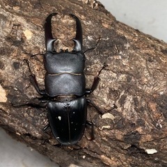 ファソルトヒラタクワガタ　ペアの画像