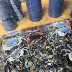 青、赤サワガニの画像