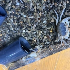 青、赤サワガニの画像