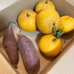 決まりました！　八朔とさつまいも