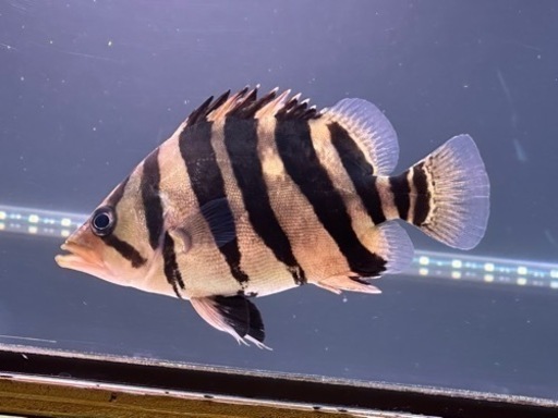 ダトニオプラスワン　パーフェクトバンド