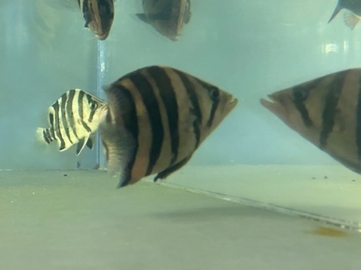 ダトニオプラスワン　パーフェクトバンド