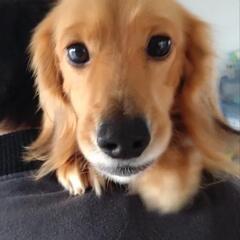 里親募集します!!