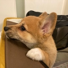 柴犬×コーギー ミックス犬 2ヶ月  - 習志野市